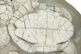 Incredible Fossil Turtle (Emydoidea) Mortality - Nebraska #240381-3